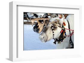 Reindeer-3355m-Framed Photographic Print