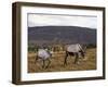 Reindeer-null-Framed Photographic Print