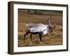 Reindeer-null-Framed Photographic Print