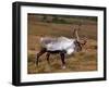 Reindeer-null-Framed Photographic Print