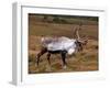 Reindeer-null-Framed Photographic Print