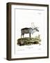 Reindeer-null-Framed Premium Giclee Print