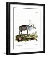 Reindeer-null-Framed Premium Giclee Print