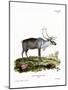 Reindeer-null-Mounted Premium Giclee Print