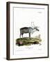 Reindeer-null-Framed Giclee Print