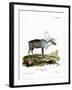 Reindeer-null-Framed Giclee Print