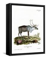 Reindeer-null-Framed Stretched Canvas