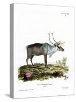 Reindeer-null-Stretched Canvas