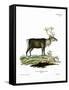 Reindeer-null-Framed Stretched Canvas