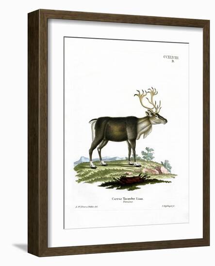 Reindeer-null-Framed Giclee Print