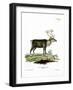 Reindeer-null-Framed Giclee Print