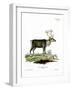 Reindeer-null-Framed Giclee Print