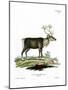 Reindeer-null-Mounted Giclee Print