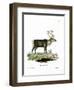 Reindeer-null-Framed Giclee Print