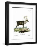 Reindeer-null-Framed Giclee Print