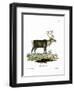 Reindeer-null-Framed Giclee Print