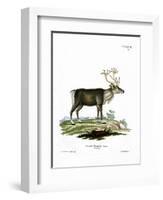 Reindeer-null-Framed Giclee Print