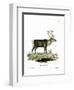 Reindeer-null-Framed Giclee Print