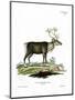 Reindeer-null-Mounted Giclee Print