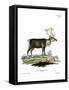 Reindeer-null-Framed Stretched Canvas