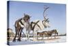 Reindeers in Harness-Artpilot-Stretched Canvas