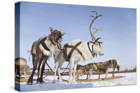 Reindeers in Harness-Artpilot-Stretched Canvas