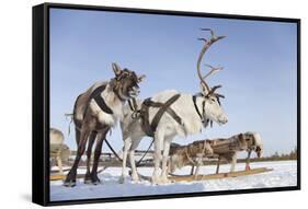 Reindeers in Harness-Artpilot-Framed Stretched Canvas