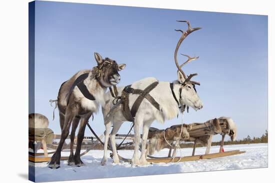 Reindeers in Harness-Artpilot-Stretched Canvas