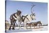 Reindeers in Harness-Artpilot-Stretched Canvas