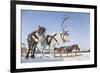 Reindeers in Harness-Artpilot-Framed Photographic Print