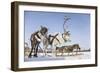 Reindeers in Harness-Artpilot-Framed Photographic Print