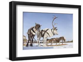 Reindeers in Harness-Artpilot-Framed Photographic Print