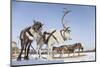 Reindeers in Harness-Artpilot-Mounted Photographic Print