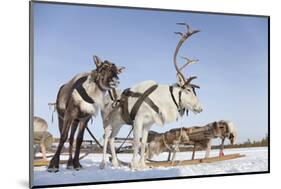 Reindeers in Harness-Artpilot-Mounted Photographic Print