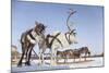 Reindeers in Harness-Artpilot-Mounted Photographic Print