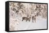 Reindeers Near Ivalo, Finland-Françoise Gaujour-Framed Stretched Canvas