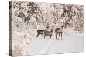 Reindeers Near Ivalo, Finland-Françoise Gaujour-Stretched Canvas