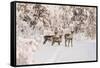 Reindeers Near Ivalo, Finland-Françoise Gaujour-Framed Stretched Canvas