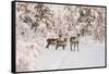 Reindeers Near Ivalo, Finland-Françoise Gaujour-Framed Stretched Canvas