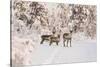 Reindeers Near Ivalo, Finland-Françoise Gaujour-Stretched Canvas