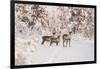 Reindeers Near Ivalo, Finland-Françoise Gaujour-Framed Photographic Print