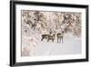 Reindeers Near Ivalo, Finland-Françoise Gaujour-Framed Photographic Print