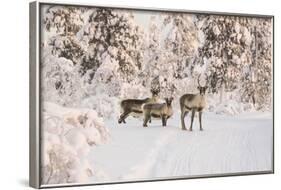 Reindeers Near Ivalo, Finland-Françoise Gaujour-Framed Photographic Print