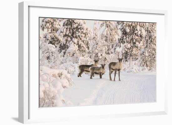 Reindeers Near Ivalo, Finland-Françoise Gaujour-Framed Photographic Print