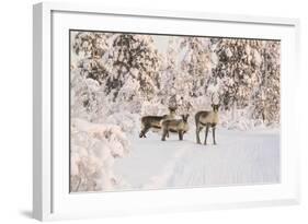 Reindeers Near Ivalo, Finland-Françoise Gaujour-Framed Photographic Print