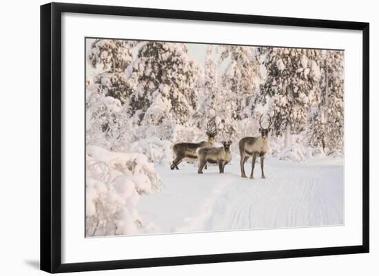 Reindeers Near Ivalo, Finland-Françoise Gaujour-Framed Photographic Print