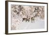 Reindeers Near Ivalo, Finland-Françoise Gaujour-Framed Photographic Print