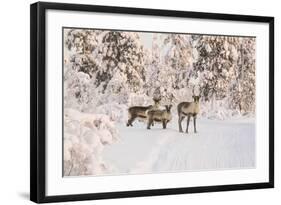 Reindeers Near Ivalo, Finland-Françoise Gaujour-Framed Photographic Print