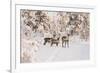 Reindeers Near Ivalo, Finland-Françoise Gaujour-Framed Photographic Print