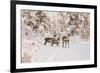 Reindeers Near Ivalo, Finland-Françoise Gaujour-Framed Photographic Print